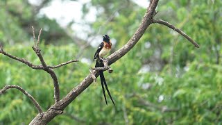 Birds of Northern South Africa part 6