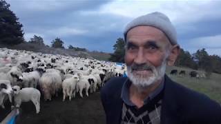 MESUDİYE YAYLA ÇOBANLAR