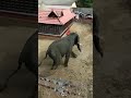 elephant attack edayakunnam parthasarathy temple