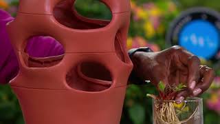 Phillip Watson Designs 10 pc Bareroot Strawberries with Planter on QVC