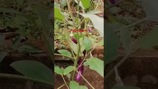 വിളവെടുക്കാൻ പാകമായ വഴുതന🍆🍆 eggplant#farm#organic