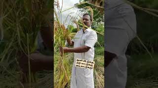 நுனி வீட்டுக்கு, நடு மாட்டுக்கு, அடி காட்டுக்கு!! #shorts #paddy #paddycultivation #tamilculture