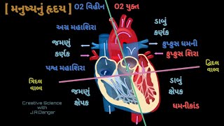 human heart class 10 મનુષ્યનું હૃદય manushyanu hraday | raday ma rudhir parivahan J.R.Dangar science