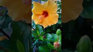 Beautiful flowers of Hibiscus!  Flower Meditation! 15 Seconds Garden Tour