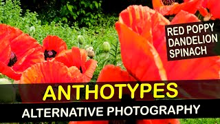 Anthotype with Poppies   Alternative Photography