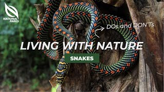 NParks Wildlife Advisory: Snakes
