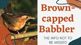 Brown-capped Babbler facts 🦜  endemic resident breeding bird in Sri Lanka 🇱🇰