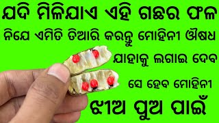 ମୋହିନୀ ଔଷଧ ତିଆରି କରନ୍ତୁ | Mohini Tantra Odia | Mohini osadha | Mohini Mantra Odia | BBC ODIA