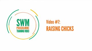 Training video #7 Raising chicks - #SWMProgramme