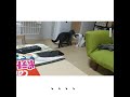 毎日こんな感じ。 shorts music ねこ 猫 cat 猫のいる暮らし 猫のいる生活 ねこのいる暮らし ねこのいる生活 ねこ動画 猫好きさんと繋がりたい