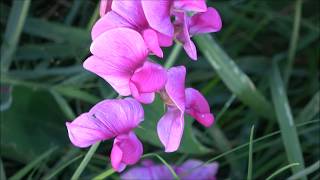 [Pflanzen] Breitblättrige Platterbse (Lathyrus latifolius) - Staudenwicke - Hülsenfrüchtler