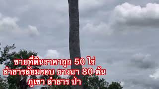 ขายที่ดินถูกๆ50 ไร่ ป่า เขา ลำธาร📌ไร่ละ 650,000 บาท 0830974963 💥ต้อมอสังหา