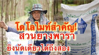 โดโลไมท์ ใช้ในสวนยางพารา จำเป็นใหม ดีอย่างไร ดูคลิปนี้