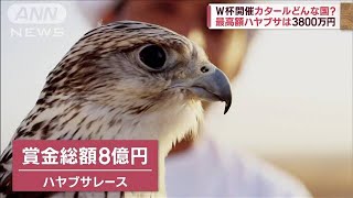 【W杯開催】カタールはどんな国　約7割の人が「ハヤブサ」を飼育　最高額は3800万円(2022年11月15日)