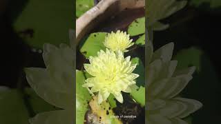 Sasimonthon #multipetal #waterlily #shortvideo #youtube #tropicalwaterlily