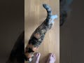 朝のルーティンだよね 保護猫 ねこのいる生活 みけねこ