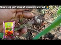 लहसुन में कैल्सियम नाइट्रेट कब डाले lahsun me calcium nitrate kab dale lahsun ki kheti