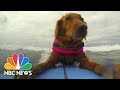 Surfing Dog Inspires Disabled Children | NBC News