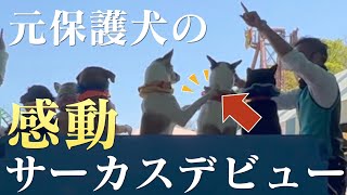 元保護犬がサーカス犬としてデビューした日の演技が感動的すぎる。