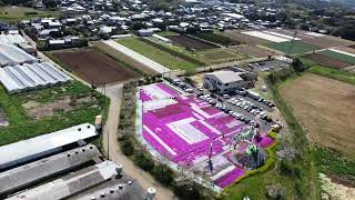 東庄ふれあいセンターの芝桜　2024年4月14日