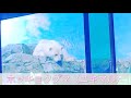 息子制作　生き物動画「ホッキョクグマのユキマル」