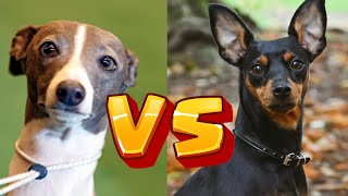 Italian Greyhounds vs. Miniature Pinschers: Which Small Dog Is Right for You?