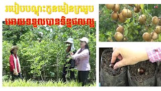 AGRICULTURE/កសិកម្ម : របៀបបណ្តុះកូនមៀនក្រអូប ( How to cultivate longan from seed)