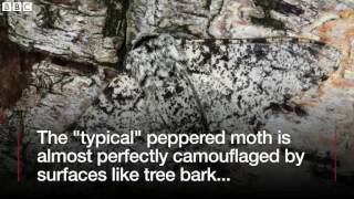 Insect icon  Peppered moth mystery solved   BBC News