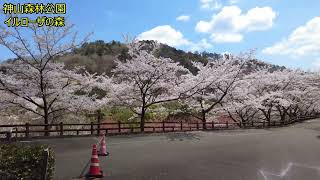 お花見 神山森林公園.3/3