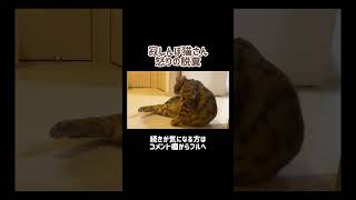 寂しいと💩見せつけちゃう猫さん #shorts