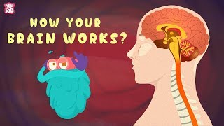 How Your Brain Works? - The Dr. Binocs Show | Best Learning s For Kids | Peekabo