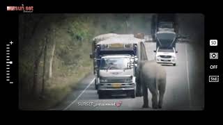 Elephant working highway | யானையின் திருட்டு | G-15 | Highway shocking #SUNSET_entrainment