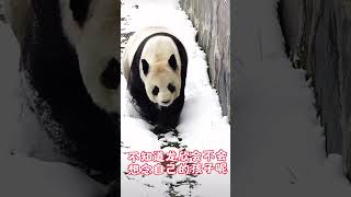 12月14日福宝的奶奶龙欣在白雪皑皑的场地走动，身体非常好 #大熊猫 #cutepanda #판다 #pandafushun #大熊猫龙欣 #fubao #giantpanda