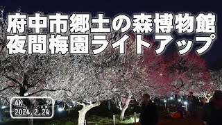 府中市郷土の森博物館 夜間梅園ライトアップ 202402241803