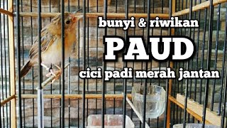 PAUD CICI PADI MERAH JANTAN BELAJAR BUNYI | SALOME GACOR | CICI PADI MERAH GACOR