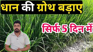 धान में 80 दिन वाला स्प्रे उत्पादन को 20% बढ़ाएगा ।। Best Spre For Paddy Crop ।। @NitinDeol