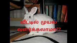 வீட்டில்  முயல்  வளர்க்கலாமா ? ?