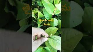 | తైవాన్ జామ fruit harvesting ||taiwan guava Fruits |Guava cultivation#viralvideo#farming #shorts