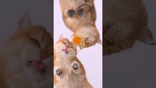 Two kittens ate the egg and licked it clean in less than 1 minute! | CatAlley #shorts