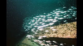 高性能の魚礁はどれだけ海を変えられるのか、魚の気持ちになって作りました