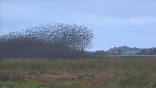 Black Sun spectacle as thousands of birds migrate for winter