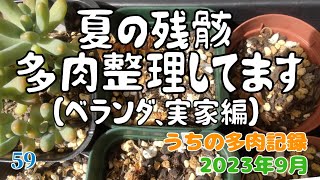 【残暑】夏の残骸　多肉整理してます　ベランダ、実家編　うちの多肉記録2023年9月【多肉植物】