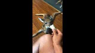 Precious Baby Deer Getting Handfed as It Lays Flat on the Ground