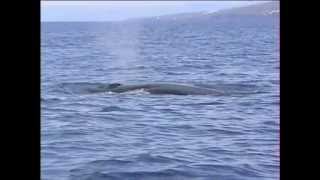 Sei Whale Species Identification