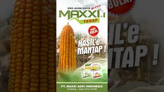 maxxiagri : #terbukti #jagung  MAXXI-1 Tegap, Hasile #mantap Tahan Bulai Tongkol Besar #shorts