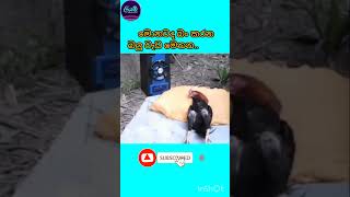 බලු වැඩ කරන්න එපා යකෝ..😒💔🤧#trending #funny #jokes #animals #happy #smile