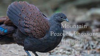 Mountain Peacock-Pheasant Calling ....