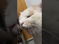 爆米花也太能夹了吧？此视频夹子猫含量99% 夹子猫 这小猫谁养谁不迷糊