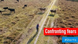 THE COW ENCOUNTER