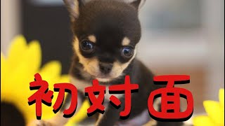 #1 黒豆くんとの初対面!!【極小チワワ】